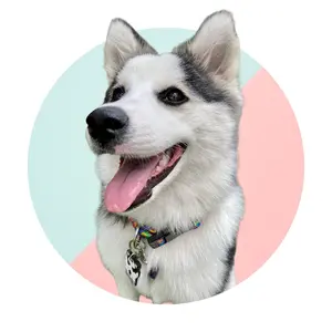 la_pomsky