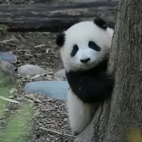 panda_superplanet