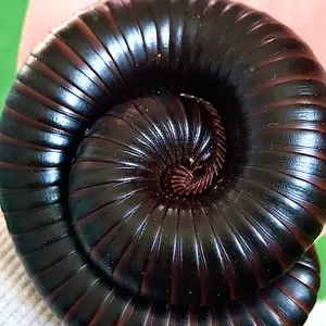 the.millipede