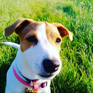 letti_jack_russell_