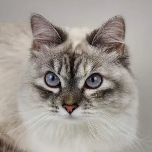 freyathesiberian