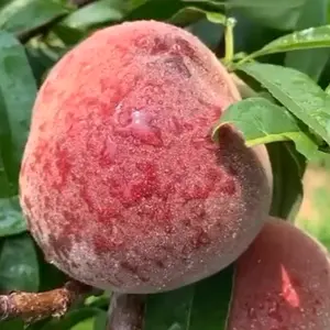 naturefruits