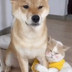 cats_dogs_friends_