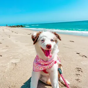 ladytheminiaussie8