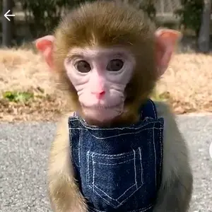 monkeykingkeer
