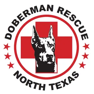 dobermanrescue