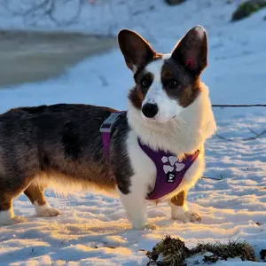 welshcorgi.lulu