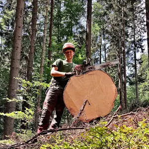 forest_logging