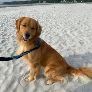 goldenretrievertucker