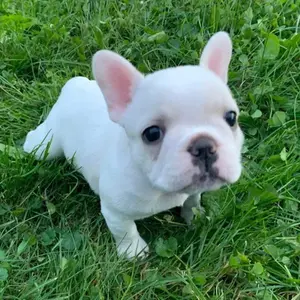 sassythefrenchie thumbnail