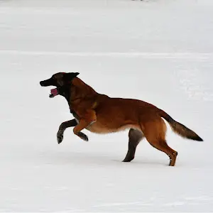 evelinemalinois