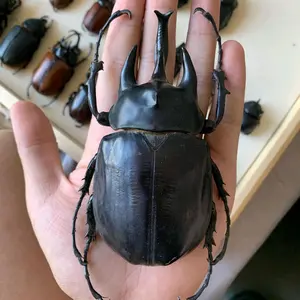 insectsmatters thumbnail