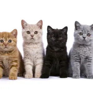 kittiecutecats