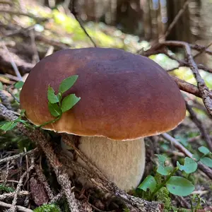 mushrooms_switzerland
