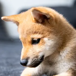 ourlifewithshiba