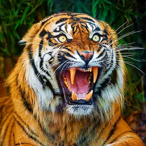 tiger_emperor_4691