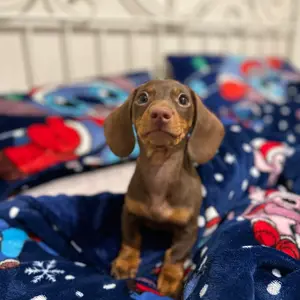 theminidachshundsx