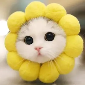 cute_cat_cute_life thumbnail