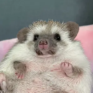 dochithehedgehog_