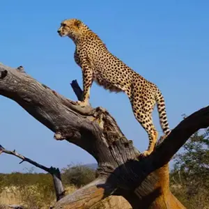 cheetah.24
