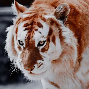 tiger_royalty._