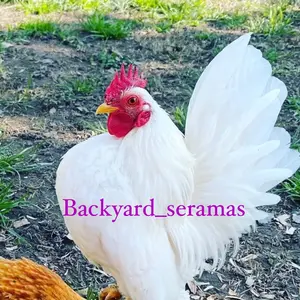 backyard_seramas