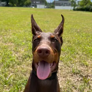 mmthedoberman