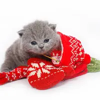 theofficialkittenmitten