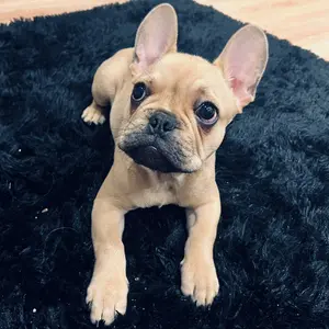 _domthefrenchie_