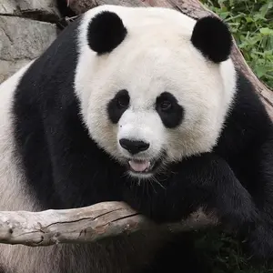 pandabuygod00