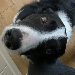thewelshcollie