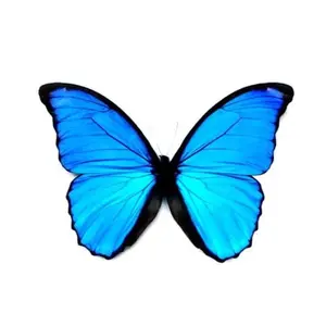 byket__butterflies