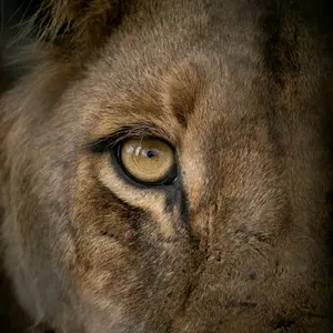 leo.the.lions.king thumbnail