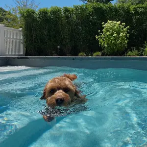 stelliethegoldendoodle