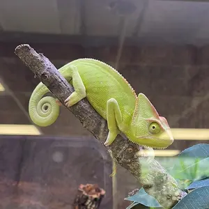 lilothechameleon