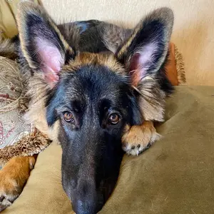 kelsiethegsd