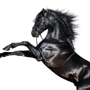 horses_and_horsess
