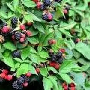 blackberries935 thumbnail