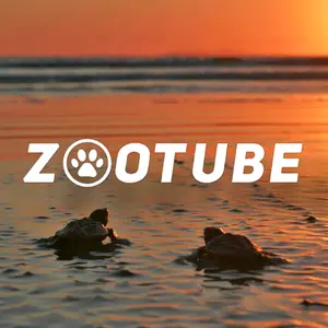 zootube5 thumbnail