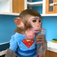 monkeychannel79