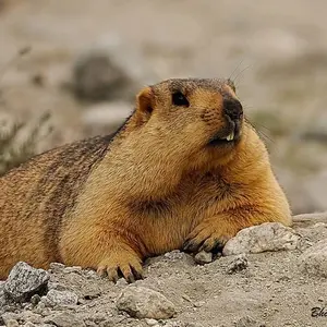 marmot_qh thumbnail