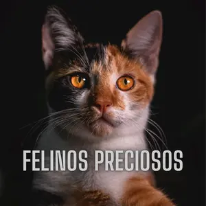 felinospreciosos