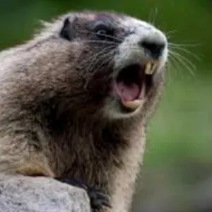 marmotaproblematica thumbnail