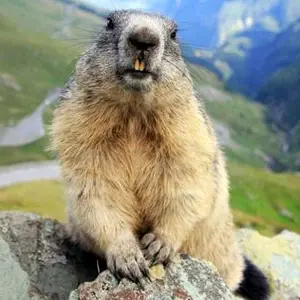 marmotaescandalosa