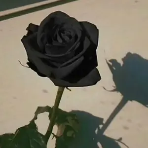 black_roses9