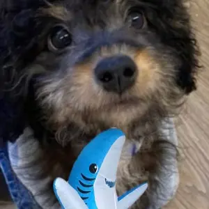 iheartpuppyasharky