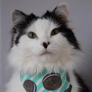 theoreocat thumbnail